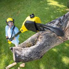 Best Tree and Shrub Care  in Benicia, CA